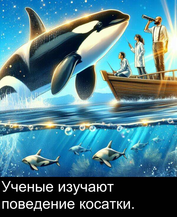 косатки: Ученые изучают поведение косатки.