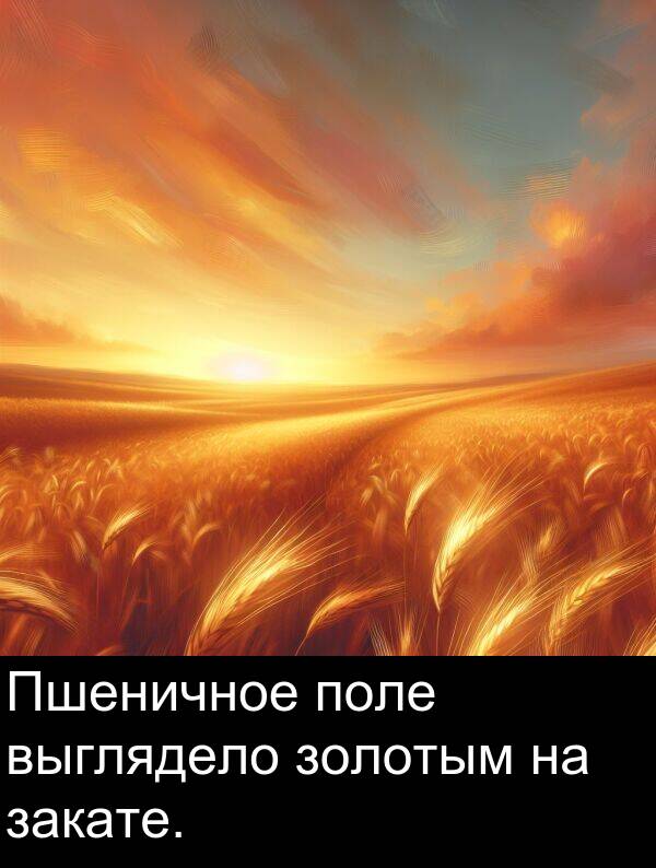 выглядело: Пшеничное поле выглядело золотым на закате.