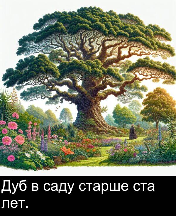 саду: Дуб в саду старше ста лет.