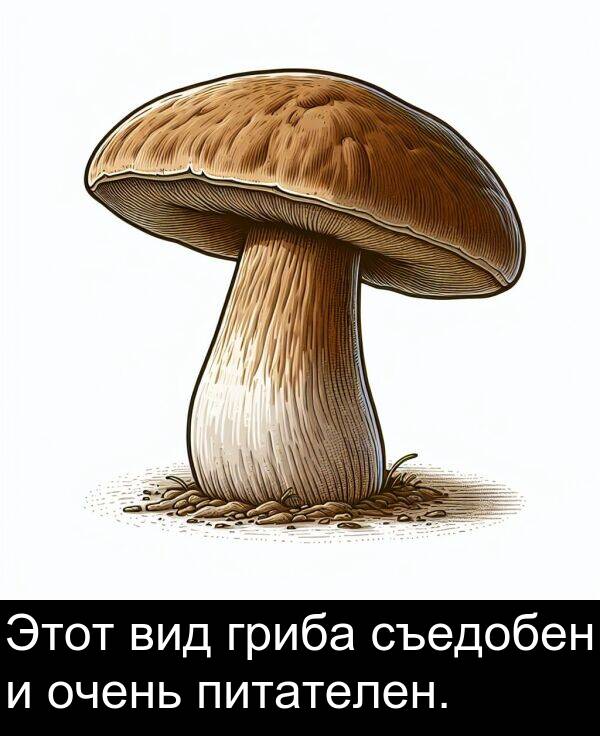 съедобен: Этот вид гриба съедобен и очень питателен.