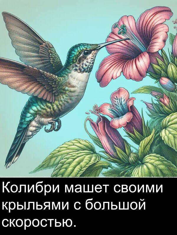крыльями: Колибри машет своими крыльями с большой скоростью.