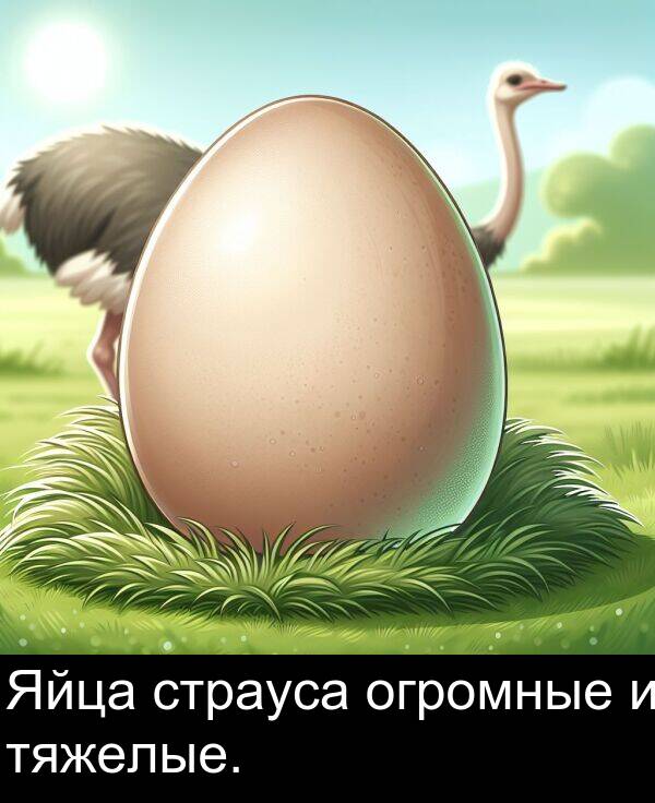 страуса: Яйца страуса огромные и тяжелые.