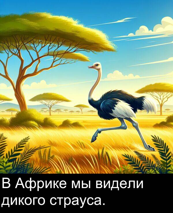 страуса: В Африке мы видели дикого страуса.