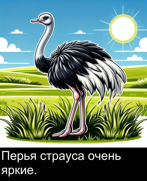 страуса: Перья страуса очень яркие.