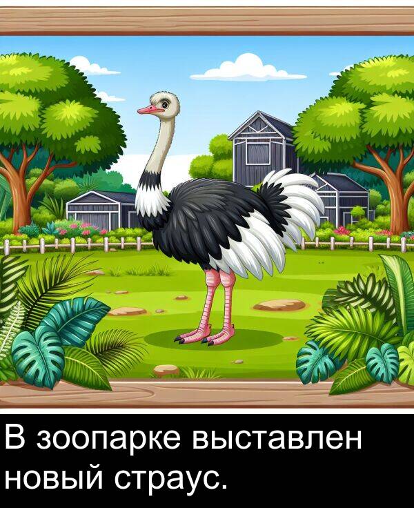 выставлен: В зоопарке выставлен новый страус.