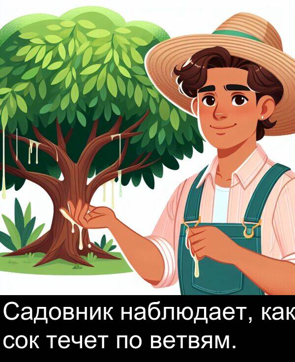 ветвям: Садовник наблюдает, как сок течет по ветвям.