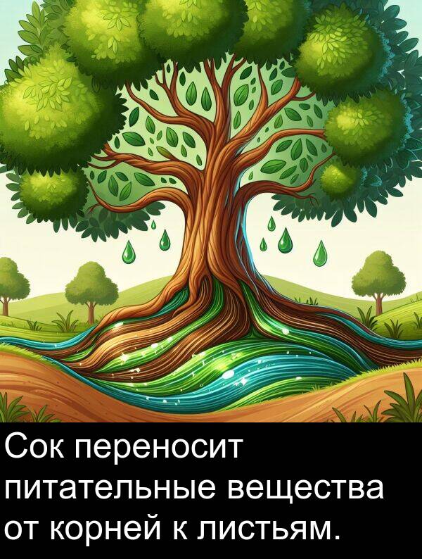 корней: Сок переносит питательные вещества от корней к листьям.