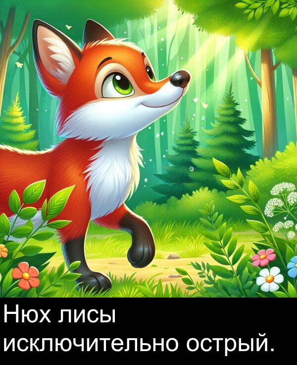 лисы: Нюх лисы исключительно острый.