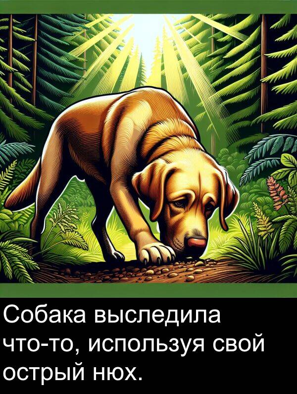 выследила: Собака выследила что-то, используя свой острый нюх.