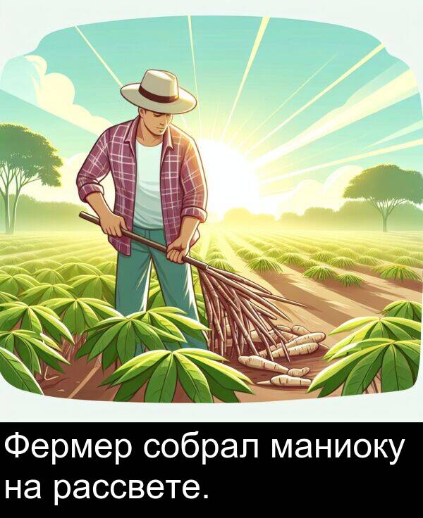 маниоку: Фермер собрал маниоку на рассвете.