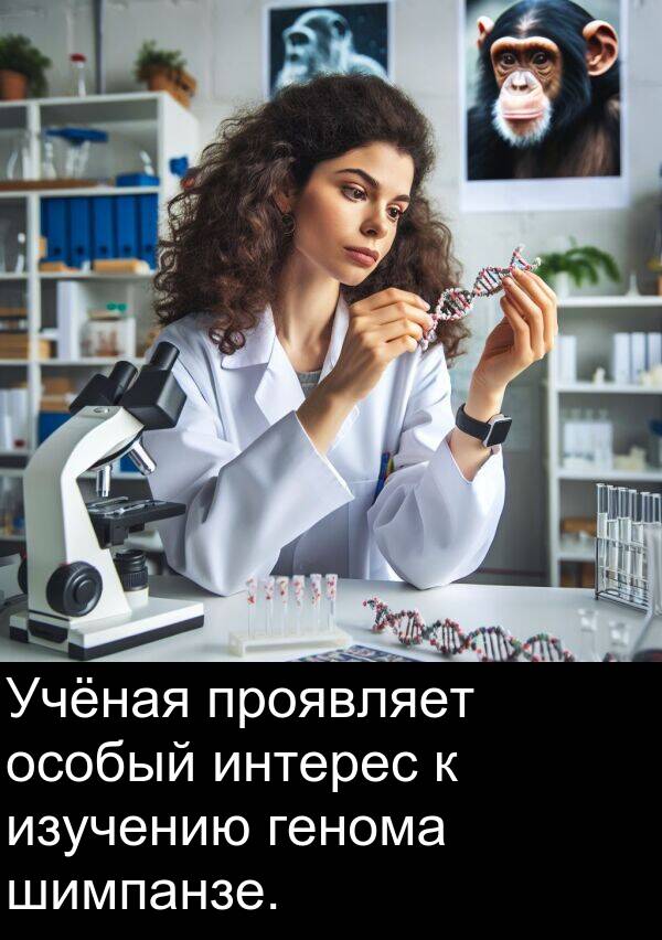 проявляет: Учёная проявляет особый интерес к изучению генома шимпанзе.