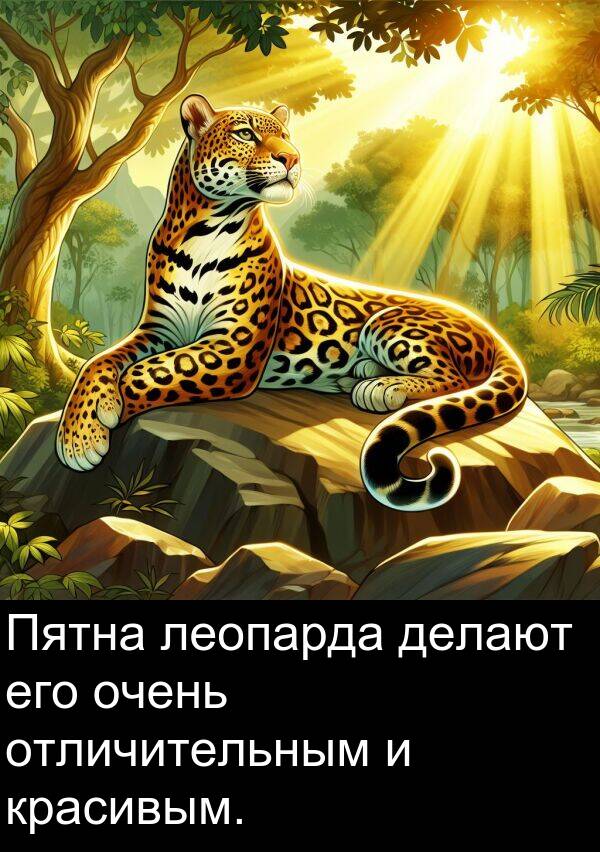 красивым: Пятна леопарда делают его очень отличительным и красивым.