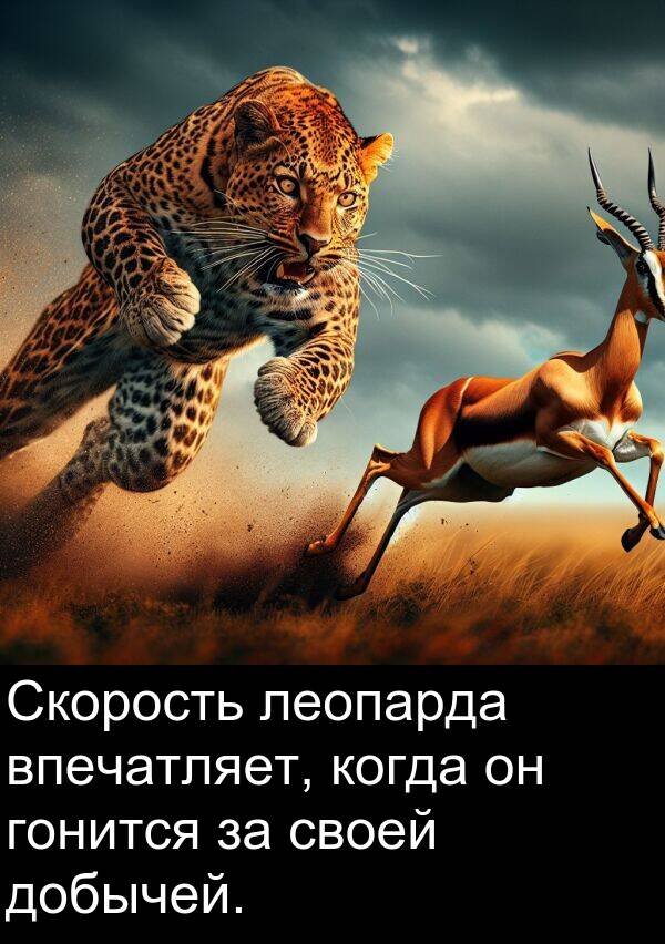 когда: Скорость леопарда впечатляет, когда он гонится за своей добычей.