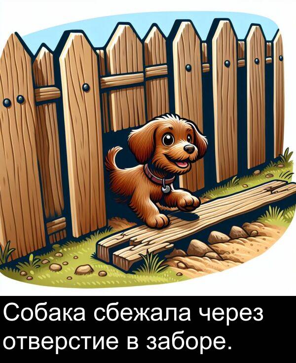 сбежала: Собака сбежала через отверстие в заборе.