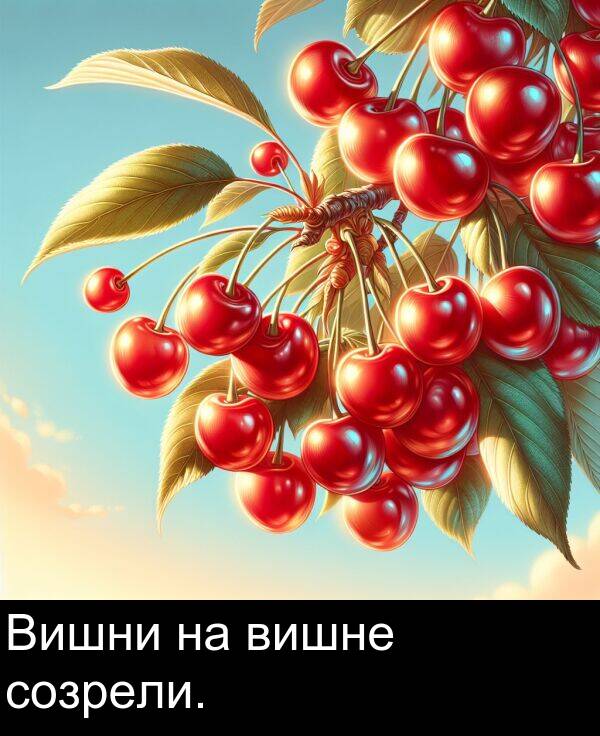 созрели: Вишни на вишне созрели.