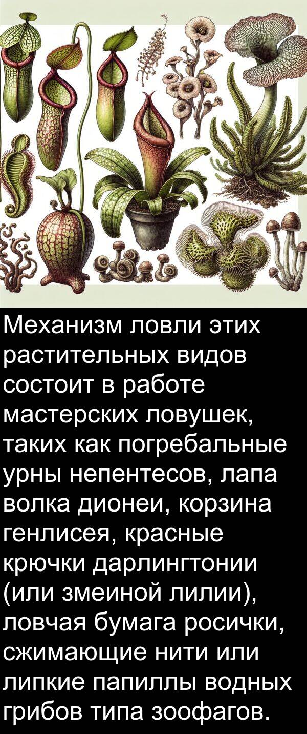 крючки: Механизм ловли этих растительных видов состоит в работе мастерских ловушек, таких как погребальные урны непентесов, лапа волка дионеи, корзина генлисея, красные крючки дарлингтонии (или змеиной лилии), ловчая бумага росички, сжимающие нити или липкие папиллы водных грибов типа зоофагов.