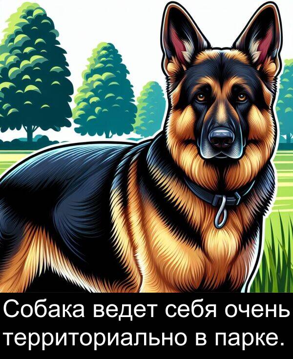 ведет: Собака ведет себя очень территориально в парке.