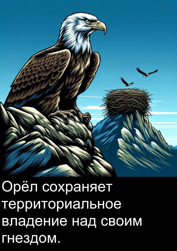своим: Орёл сохраняет территориальное владение над своим гнездом.