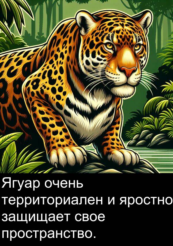 пространство: Ягуар очень территориален и яростно защищает свое пространство.