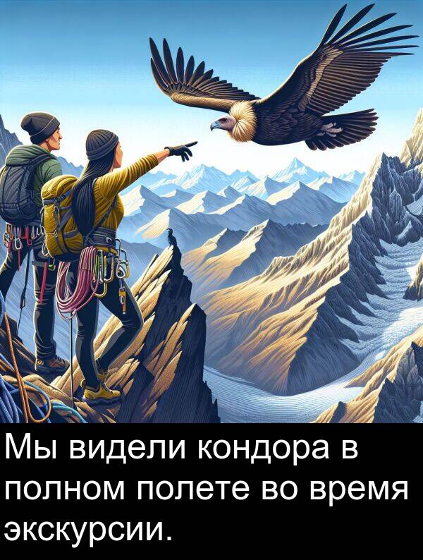 кондора: Мы видели кондора в полном полете во время экскурсии.
