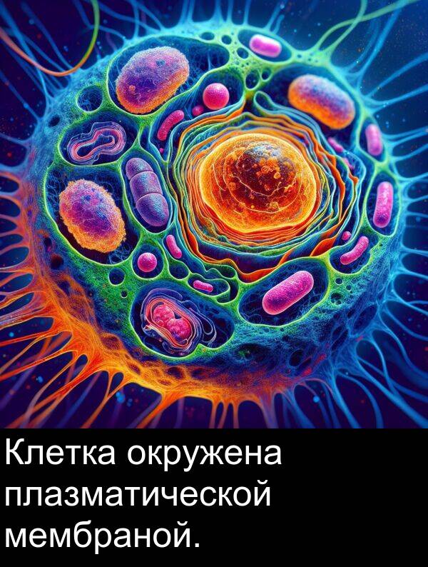 мембраной: Клетка окружена плазматической мембраной.