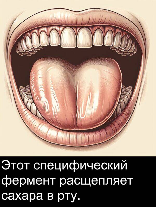 специфический: Этот специфический фермент расщепляет сахара в рту.