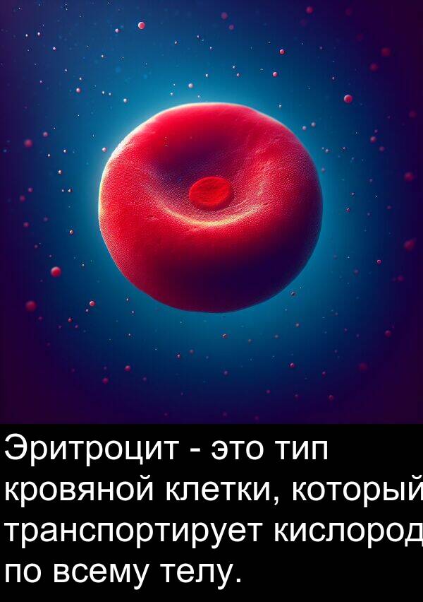 клетки: Эритроцит - это тип кровяной клетки, который транспортирует кислород по всему телу.