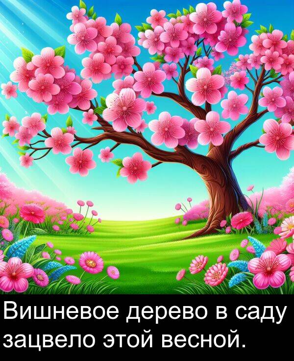 саду: Вишневое дерево в саду зацвело этой весной.