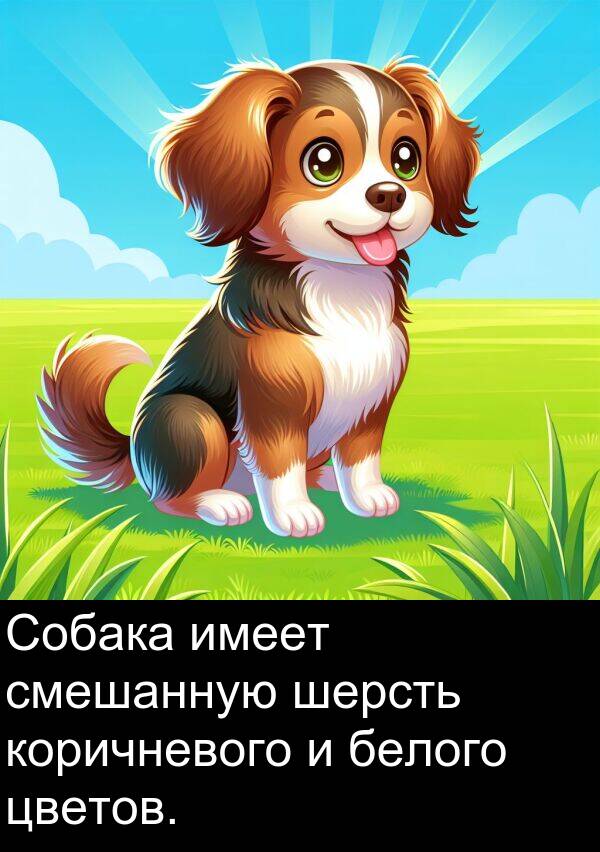 коричневого: Собака имеет смешанную шерсть коричневого и белого цветов.