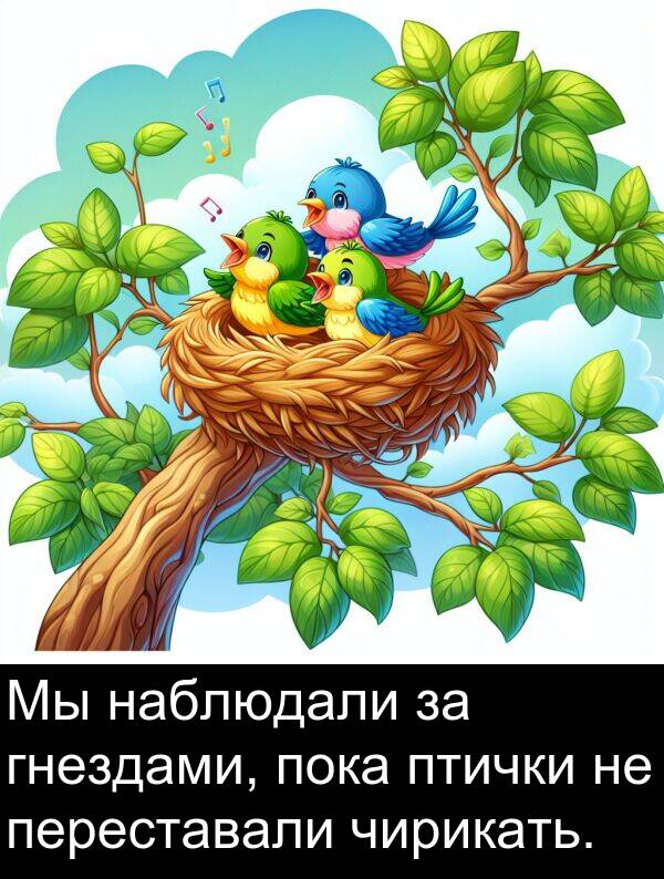 птички: Мы наблюдали за гнездами, пока птички не переставали чирикать.