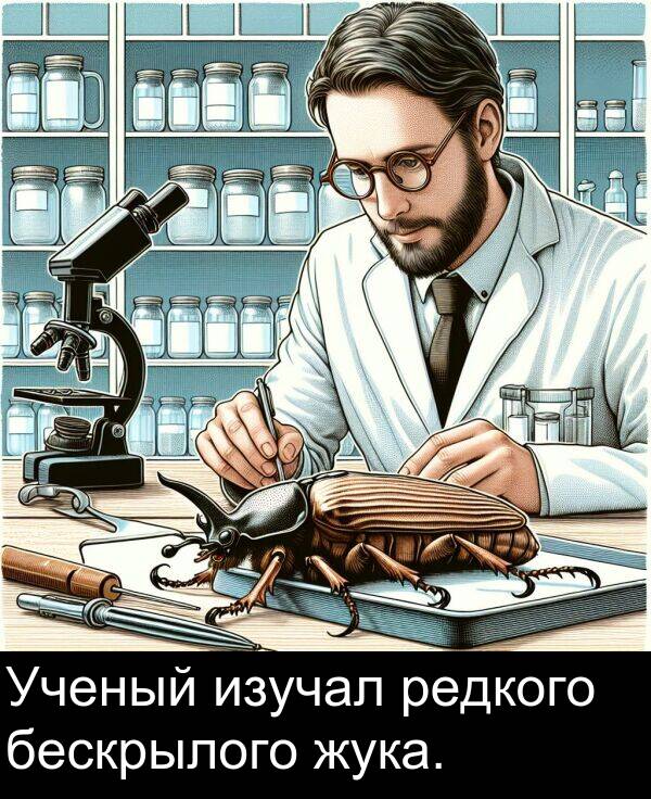 бескрылого: Ученый изучал редкого бескрылого жука.