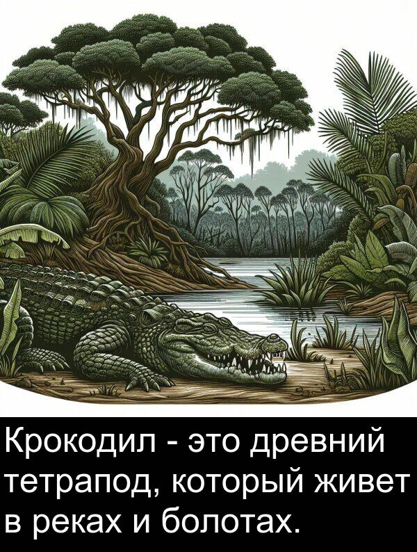 который: Крокодил - это древний тетрапод, который живет в реках и болотах.