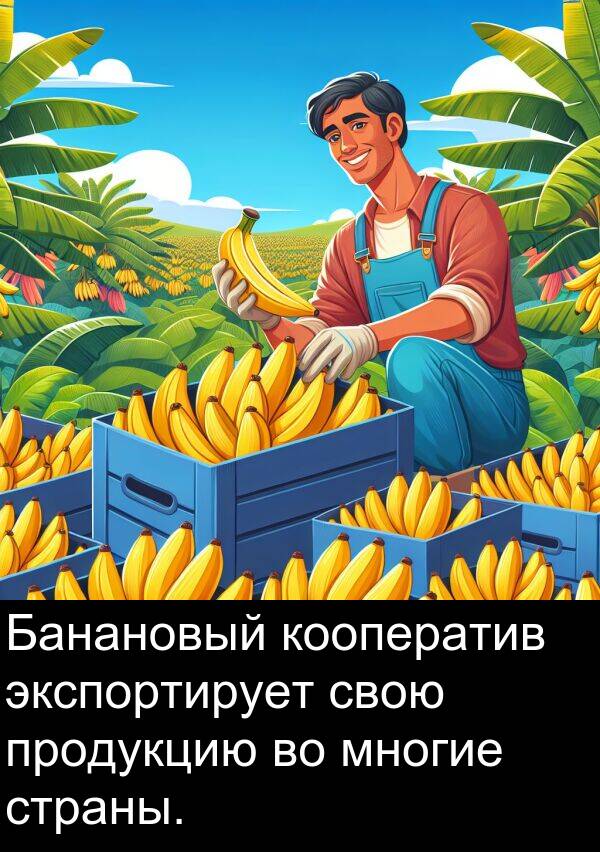 продукцию: Банановый кооператив экспортирует свою продукцию во многие страны.