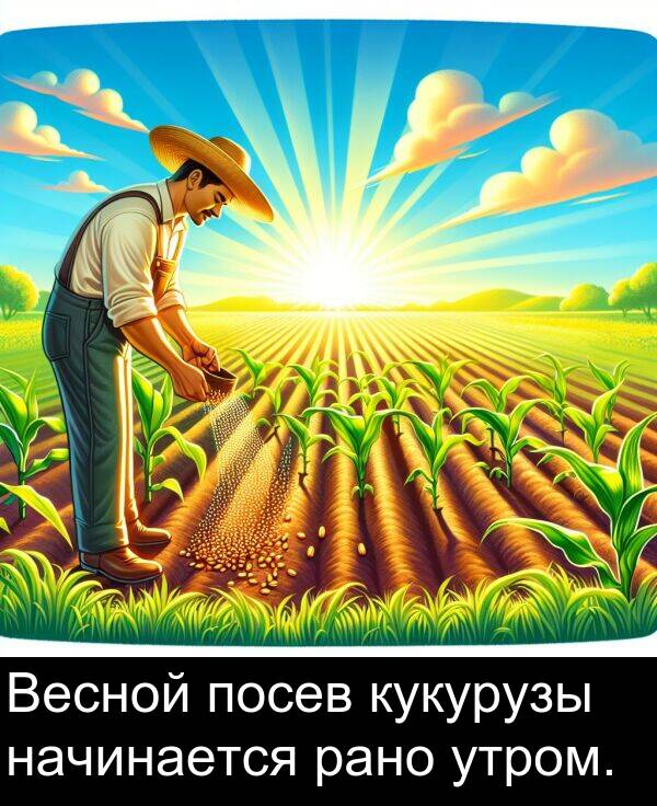 кукурузы: Весной посев кукурузы начинается рано утром.
