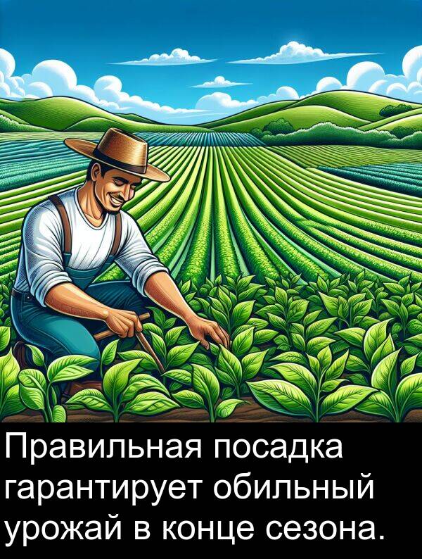 конце: Правильная посадка гарантирует обильный урожай в конце сезона.