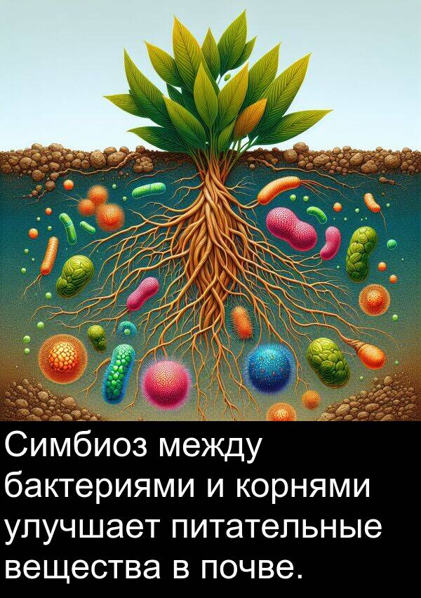 почве: Симбиоз между бактериями и корнями улучшает питательные вещества в почве.