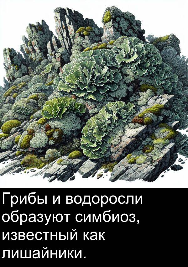лишайники: Грибы и водоросли образуют симбиоз, известный как лишайники.