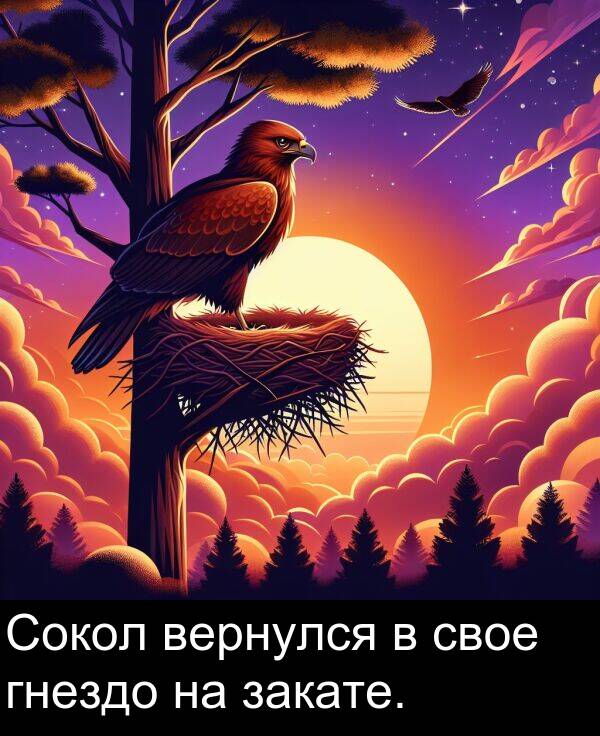 свое: Сокол вернулся в свое гнездо на закате.