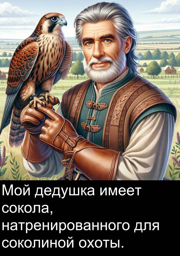 сокола: Мой дедушка имеет сокола, натренированного для соколиной охоты.