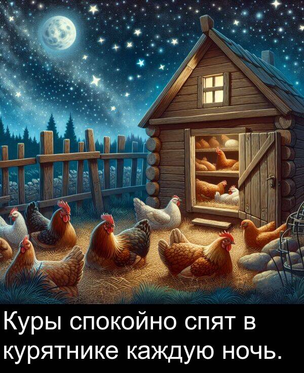спокойно: Куры спокойно спят в курятнике каждую ночь.