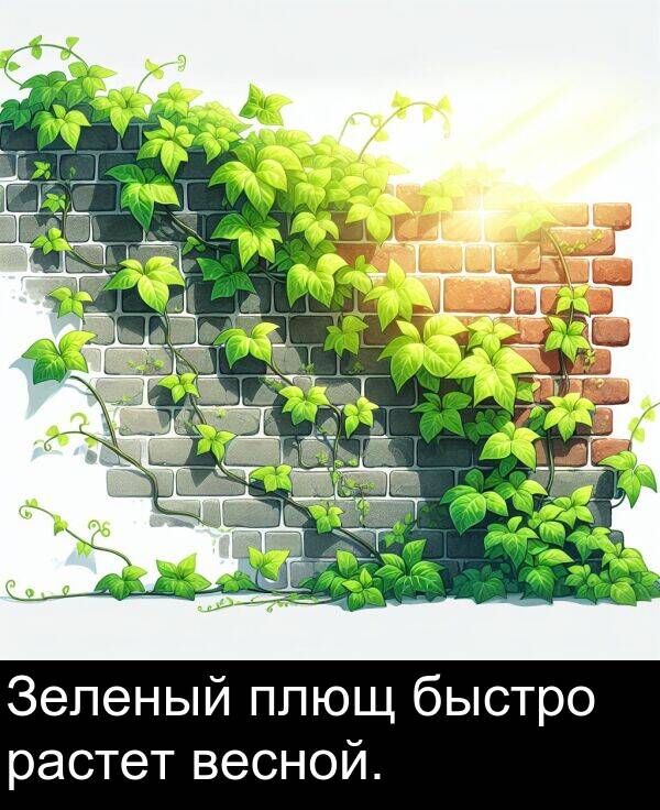 весной: Зеленый плющ быстро растет весной.