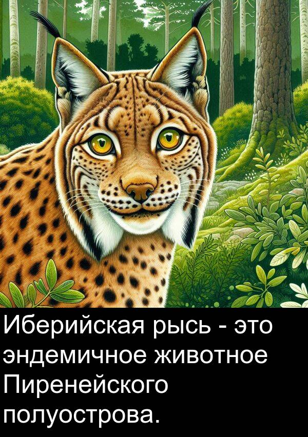 полуострова: Иберийская рысь - это эндемичное животное Пиренейского полуострова.