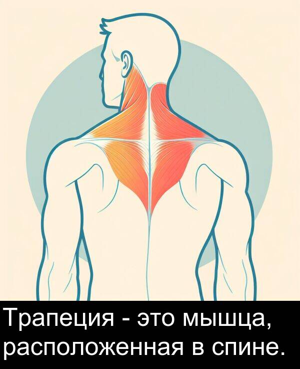 спине: Трапеция - это мышца, расположенная в спине.