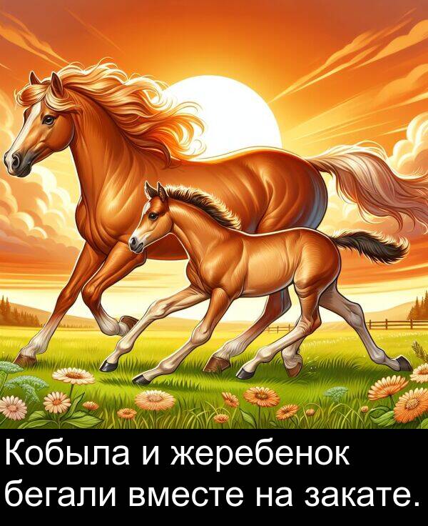 жеребенок: Кобыла и жеребенок бегали вместе на закате.