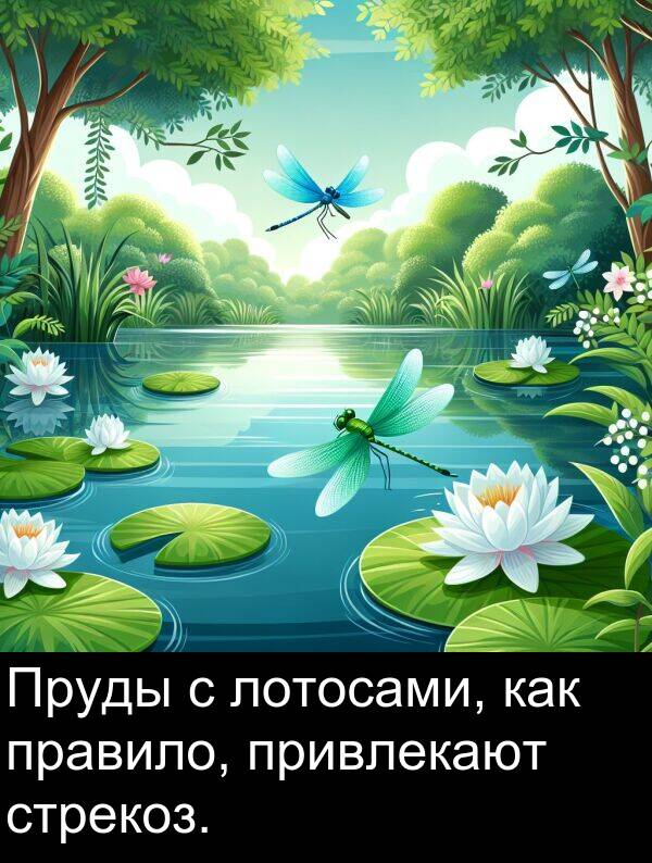 привлекают: Пруды с лотосами, как правило, привлекают стрекоз.