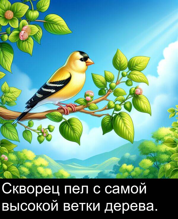 высокой: Скворец пел с самой высокой ветки дерева.