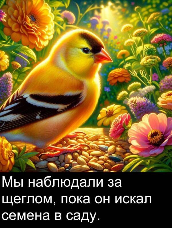 саду: Мы наблюдали за щеглом, пока он искал семена в саду.