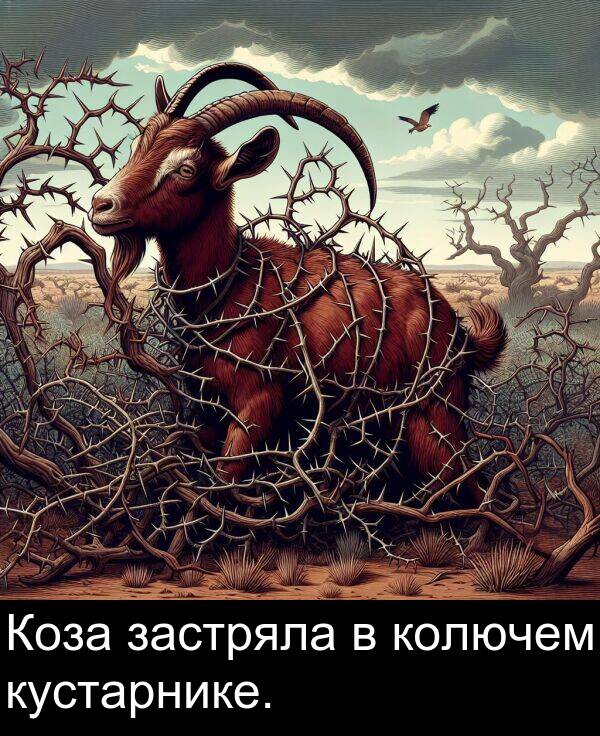 колючем: Коза застряла в колючем кустарнике.