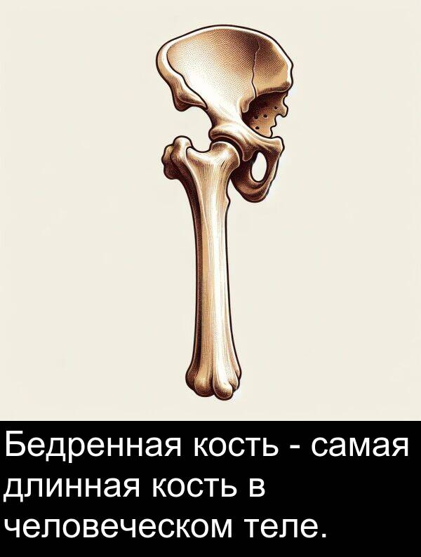 кость: Бедренная кость - самая длинная кость в человеческом теле.