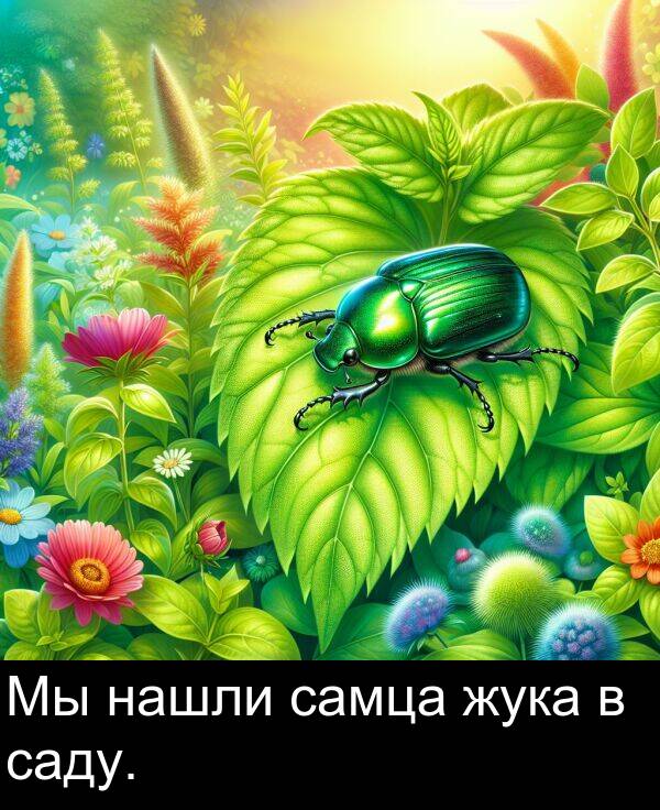 саду: Мы нашли самца жука в саду.